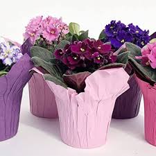 Saintpaulia Ionantha Flower Seeds for Planting – Heirloom, Non-GMO, Fragrant Organic Garden Seeds