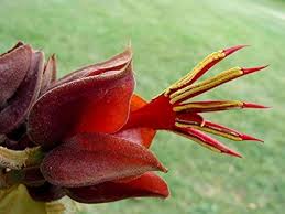 Orange Chiranthodendron Flower Seeds for Planting – Heirloom, Non-GMO, Colorful Display, High Germination