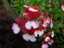 Red White Nemesia Strumosa Flower Seeds for Planting | Heirloom Non-GMO High Germination