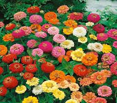 Mixed Thumbelina Flower Seeds for Planting – Heirloom, Non-GMO, High Germination Garden Seeds