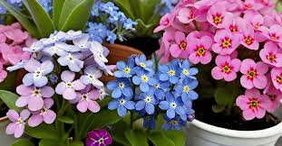 Myosotis Sylvatica Flower Seeds – Heirloom, Non-GMO, Cottage Garden Essential Organic Seeds for Planting