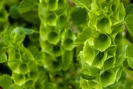 Bells of Ireland Flower Seeds for Planting – Heirloom, Non-GMO, Wildflower Mix, High Germination