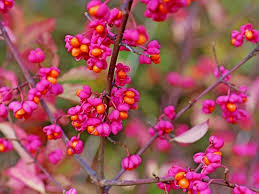Spindle Flower Seeds for Planting – Compact Growth, Heirloom, Non-GMO, High Germination Organic Garden Seeds