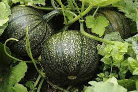 Vegetable Seeds,Garden seeds, Seeds For Planting,Plant Seeds