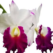 Pink White Cattleya Hybrida Flower Seeds for Planting – Perfect for Borders, Heirloom, Non-GMO Seeds for Home Garden