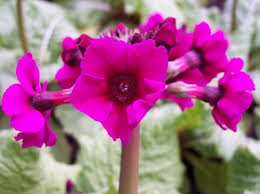 Primula Japonica Flower Seeds for Planting – Heirloom, Non-GMO, High Germination Organic Garden Seeds