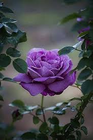 Lavender Snow Rose Flower Seeds for Planting – Heirloom, Non-GMO, Long Bloom Season, High Germination