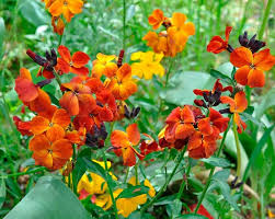 Wallflower Cheiranthus Cheiri Seeds for Planting – Heirloom, Non-GMO, High Germination Garden Seeds