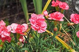 Pink Carnation Flower Seeds for Planting – Heirloom, Non-GMO, Garden Favorite Organic Garden Seeds