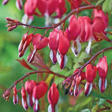 Bleeding Heart (Dicentra spectabilis) Flower Seeds for Planting Heirloom Non-GMO High Germination Organic Garden Seeds