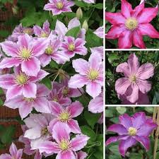 Clematis Climbing Flower Seeds – Heirloom, Non-GMO, Vibrant Colors Organic Garden Seeds for Planting