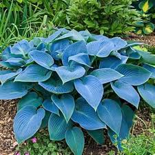 Hosta Perennial Flower Seeds for Planting Heirloom Non-GMO High Germination Organic Garden Seeds