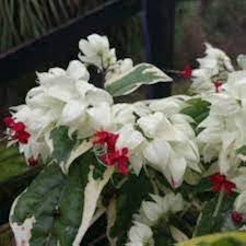 White Red Clerodendrum Flower Seeds for Planting – Heirloom, Non-GMO, High Germination Organic Garden Seeds