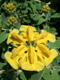 Yellow Jerusalem Sage Flower Seeds for Planting – Easy to Grow, Heirloom, Non-GMO, High Germination Organic Garden Seeds