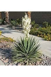 Yucca Thompsoniana Flower Seeds for Planting – Bright Blooms, Heirloom & Non-GMO Seeds