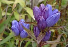Gentiana Flower Seeds for Planting – Easy to Grow, Heirloom Non-GMO High Germination Organic Garden Seeds