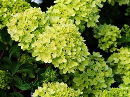 Green Hydrangea Flower Seeds for Planting – Seasonal Bloomer Heirloom, Non-GMO, High Germination Garden Seeds