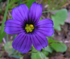 Sisyrinchium Bellum Flower Seeds for Planting – Heirloom, Non-GMO, High Germination Organic Garden Seeds