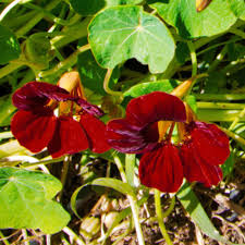 Black Velvet Nasturtium Flower Seeds for Planting – Heirloom, Non-GMO, Premium Quality Garden Seeds