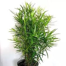 Podocarpus Macrophyllus Seeds for Planting – Compact Growth, Heirloom & Non-GMO
