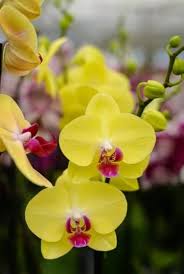 Yellow Phalaenopsis Orchid Flower Seeds for Planting – Sun Loving, Heirloom, Non-GMO, High Germination