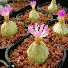 Conophytum Flower Seeds for Planting – Heirloom, Non-GMO, High Germination Organic Garden Seeds