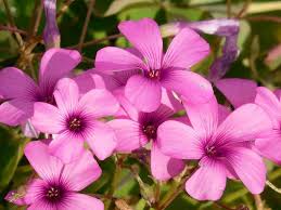 Oxalis Flower Seeds for Planting – Long Bloom Heirloom Non-GMO High Germination Garden Seeds