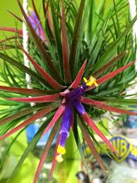 Tillandsia Ionantha Flower Seeds for Planting – Vibrant Colors, Heirloom, Non-GMO &amp; High Germination Seeds