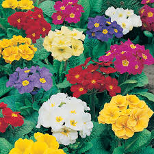 Heirloom Polyanthus Flower Seeds for Planting | Non-GMO, High Germination, Organic Garden Seeds