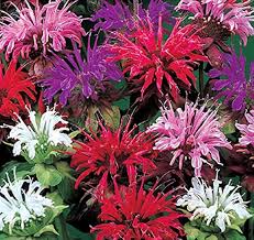 Monarda Flower Seeds for Planting – Drought Tolerant Heirloom Non-GMO Organic Garden Seeds
