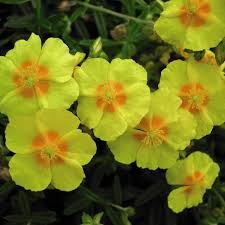 Helianthemum Flower Seeds for Planting – Bright Blooms Heirloom Non-GMO Organic Garden Seeds