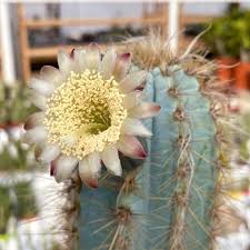 Blue Pilosocereus Flower Seeds for Planting – Heirloom, Non-GMO, High Germination Organic Garden Seeds