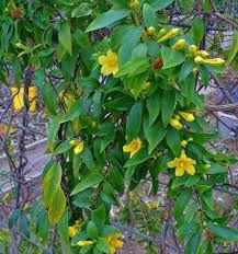 Yellow Oxalis Laciniata Flower Seeds – Hardy Variety, Heirloom, Non-GMO & High Germination Organic Garden Seeds