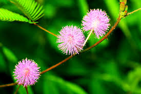 Heirloom Mimosa Pudica Flower Seeds for Planting – Perfect for Borders, Non-GMO, High Germination Organic Garden Seeds