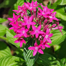 Pink Pentas Flower Seeds for Planting – Compact Growth, Heirloom, Non-GMO, High Germination Organic Garden Seeds