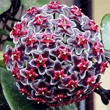 Heirloom Orchid Ball Flower Seeds for Planting | Non-GMO, High Germination, Organic Garden Seeds