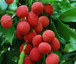 Fruit Seeds,Garden seeds, Seeds For Planting,Plant Seeds