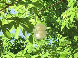 Adansonia Digitata Flower Seeds – Heirloom, Non-GMO, Bright Blooms