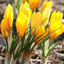 Yellow Crocus Flower Seeds for Planting – Wildflower Mix Heirloom Non-GMO High Germination Organic Garden Seeds
