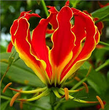 Red Yellow Gloriosa Rothschildiana Flower Seeds for Planting – Heirloom, Non-GMO, High Germination