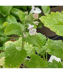 Herb Seeds,Garden seeds, Seeds For Planting,Plant Seeds