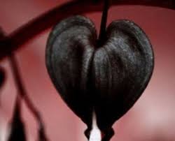 Black Heart Flower Seeds for Planting – Heirloom, Non-GMO, High Germination Organic Garden Seeds