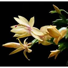 Yellow Zygocactus Truncatus Flower Seeds for Planting – Heirloom, Non-GMO, High Germination Garden Seeds