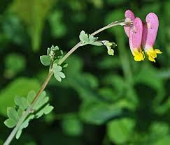 Corydalis Sempervirens Flower Seeds for Planting – Heirloom, Non-GMO, High Germination Organic Garden Seeds