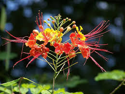 Caesalpinia Pulcherrima Flower Seeds for Planting – Drought Tolerant, Heirloom, Non-GMO, High Germination Garden Seeds