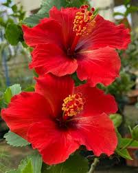 Red Hibiscus Flower Seeds for Planting – Vibrant Colors, Heirloom, Non-GMO, High Germination Organic Garden Seeds