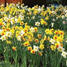 Mixed Daffodil Narcissus Flower Seeds for Planting – Long Bloom Season Heirloom, Non-GMO, High Germination Garden Seeds