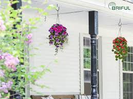 Heirloom Hanging Pansy Flower Seeds for Planting – Non-GMO, Fragrant Blossoms Organic Garden Seeds