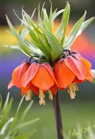 Imperial Crown Flower Seeds for Planting – Heirloom, Non-GMO, High Germination Organic Garden Seeds