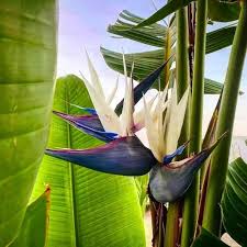 White Strelitzia Reginae House Flower Seeds for Planting – Heirloom, Non-GMO, Fragrant Organic Garden Seeds